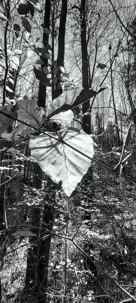 Şehirdeki terk edilmiş eski bina.