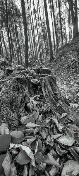Düşen yaprakları olan güzel bir sonbahar ormanı