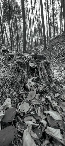 Ormanın güzel manzarası