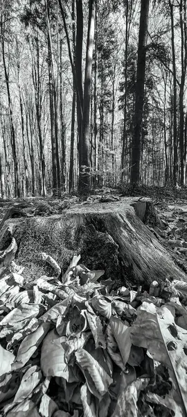 Siyah ve beyaz sonbahar manzara