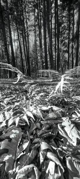 Ormandaki güzel bir ağacın siyah beyaz fotoğrafı.