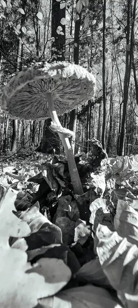 sonbahar ormanda mantar