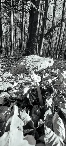Sonbaharda güzel bir ormanın siyah beyaz fotoğrafı.