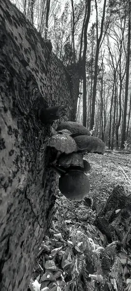 Arka planda bulanık bir ağaç gövdesinin yakın plan görüntüsü.