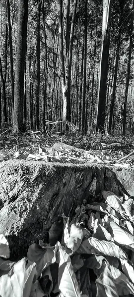 Ormandaki bir ağacın siyah beyaz resmi.