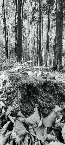 Ormandaki bir yığın ağacın dikey görüntüsü.