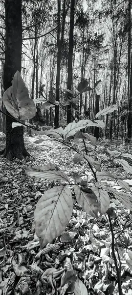 Güzel botanik fotoğrafı, doğal duvar kağıdı.