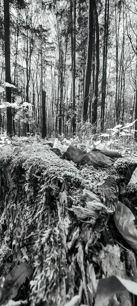 Orman ve karlı güzel bir manzaranın siyah beyaz fotoğrafı.