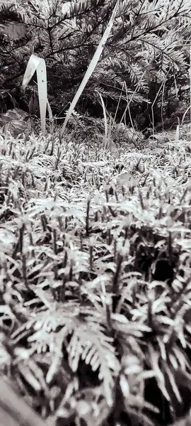 Doğanın güzel manzarası