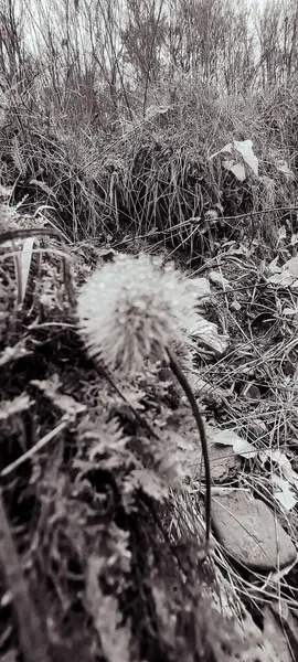 Ormanın güzel manzarası