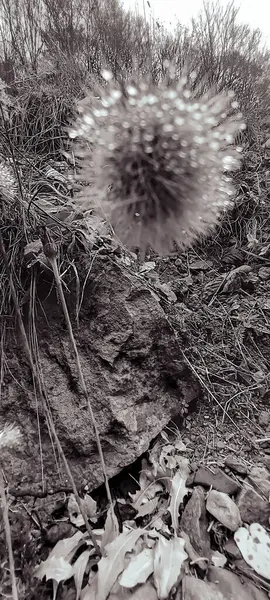 Güzel botanik fotoğrafı, doğal duvar kağıdı.
