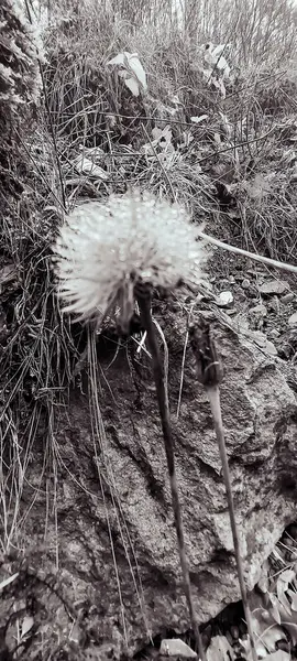 Ormanda güzel çiçekler