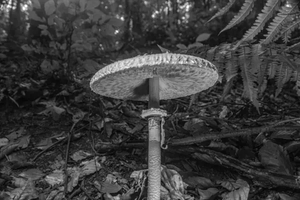 Ormanda büyüyen mantar