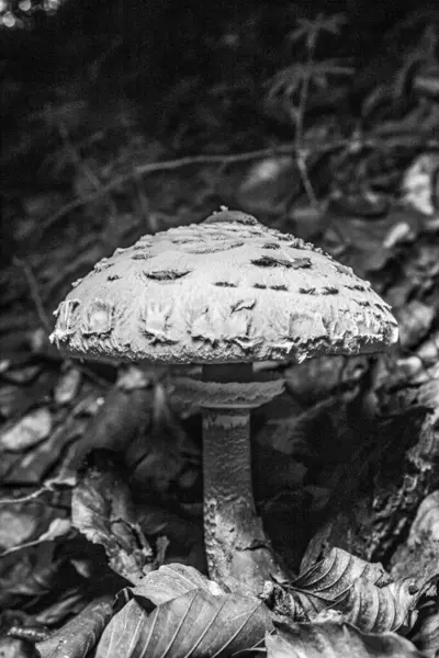 Çimlerle kaplı mantar ormanının güzel manzarası.