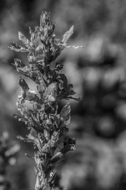 Bahçedeki bir devedikeni çiçeği..