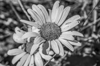 Bahçedeki güzel çiçekler