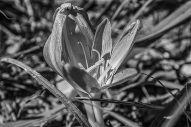 Bahçede çiçek açan beyaz lalenin yakın plan çekimi.