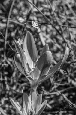 Bahçede beyaz çiçekler