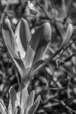 Baharda bahçede beyaz bir tarla