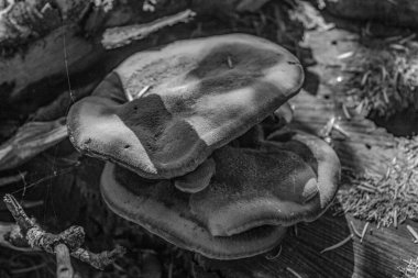 Ormandaki mantara yakın çekim.