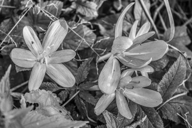 Bahçede güzel bahar çiçekleri