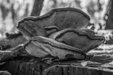 Eski paslı metal boru