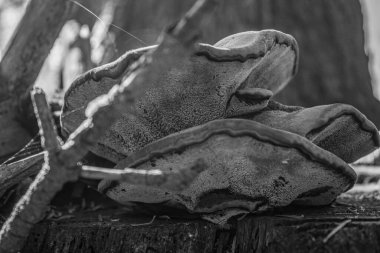 Ormandaki eski ahşap tekne