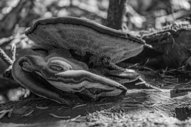 bir ağaç kütüğünün dikey yakın çekimi