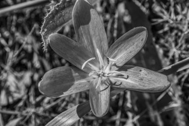 Güzel bir çiçeğe yaklaş