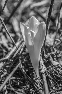 Bahçede büyüyen güzel beyaz çiçek