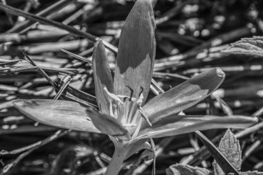 çiçeğin siyah beyaz fotoğrafı