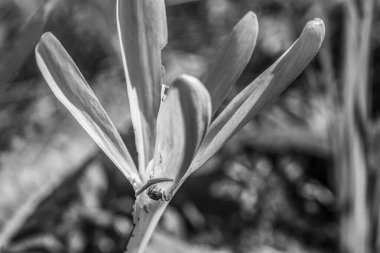 Siyah ve beyaz orkide çiçeğine yaklaş