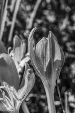 Güzel beyaz laleler siyah beyaz