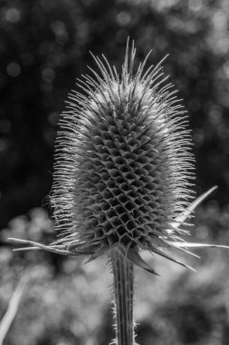Güzel botanik fotoğrafı, doğal duvar kağıdı.