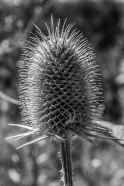 Bahçedeki güzel çiçekler