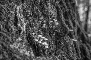 Siyah ve beyaz arkaplanı olan bir ağaca yaklaş