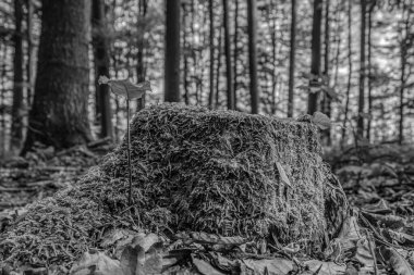 Ormandaki eski bir ağaç kütüğü