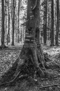 Ormandaki yaşlı ağaç