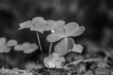 Ormandaki genç bir yoncanın siyah beyaz fotoğrafı.