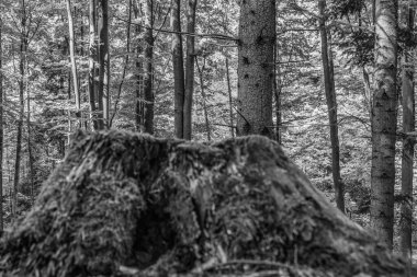 Dağlardaki bir ağacın siyah ve beyaz görüntüsü