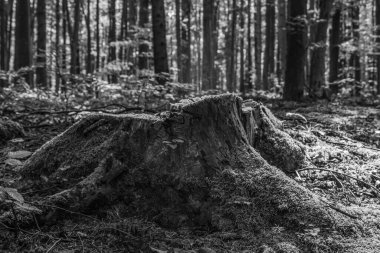 Ormandaki bir ağacın dikey görüntüsü.