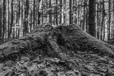 Ormandaki eski tahta kütük.