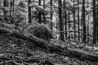 Ormandaki eski tahta kütük