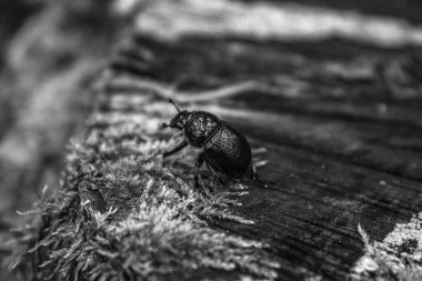 Tahta arka plandaki böcek. Böcek böceği.