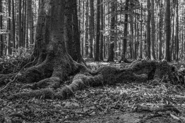 Ormanda bulutlu bir günde, kökleri ormanda olan güzel bir ağaç görüntüsü.