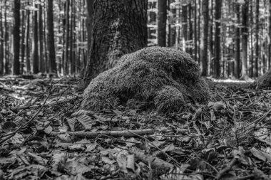 Ormandaki yaşlı kütük Siyah beyaz.