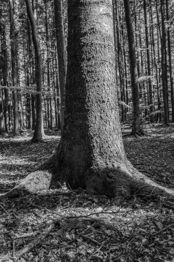 Ormandaki güzel bir ağaç görüntüsü.