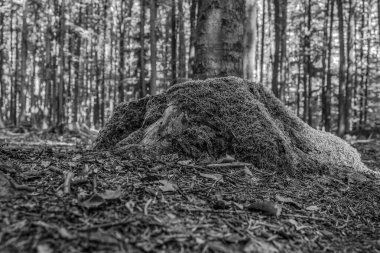 Ormandaki ağaç köklerinin siyah ve beyaz görüntüsü.