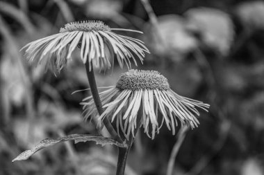 Gri tonlu güzel bir papatya çiçeğinin resmi.