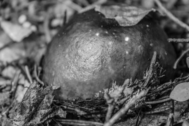 Ağacın üzerinde olgun bir nar deseni.